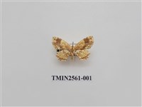 藏品(尺蛾59)的圖片